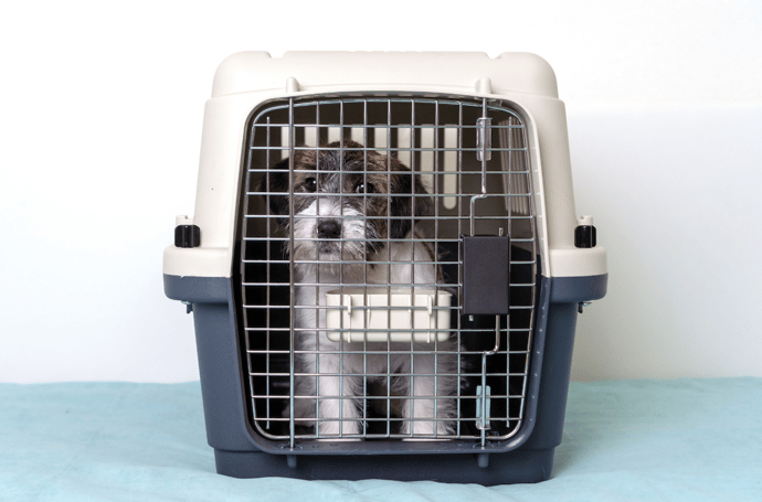 Aircraft dog outlet crate